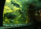 Mořské akvárium HK : ryba