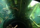 Mořské akvárium HK : ryba