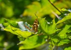 20110706 lany 017-91 : listy, macro-detail, motýl