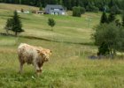 Krkonoše s CK-Lenka 2017  druhá část výletu po Pohádkové cestě : CK-Lenka, kráva