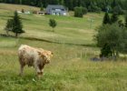 Krkonoše s CK-Lenka 2017 druhá část výletu po Pohádkové cestě : CK-Lenka, kráva