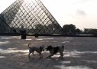 Paříž - květen 2006  pařížská zvířátka : Louvre, architektura, pes, zámek