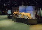 Paříž 2017  Přírodovědné muzeum Grande Galerie de l'Évolution : Paříž 2017, medvěd