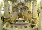 Petrohrad - Zoologické muzeum : Petrohrad a Pobaltí, exponát, výstava