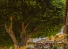 Rhodos 2013  Klasická řecká restarace ve stínu fikusu. : restaurace
