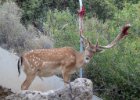 Dovolená Rhodos 2018  procházka kolem Esperos Village : akce, aktivita