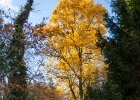 20131028-006 : exteriér, podzim, strom