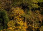 20131028-007 : exteriér, podzim, strom