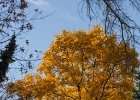 20131028-009 : exteriér, podzim, strom