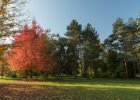 Průhonice podzim 2016  Procházka Dendrologickou zahradou v náhradním termínu : podzim