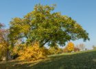 Průhonice podzim 2016  Procházka Dendrologickou zahradou v náhradním termínu : podzim