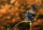 Průhonice podzim 2016  Procházka Dendrologickou zahradou v náhradním termínu
