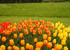 Průhonice 2017 - tulipány : tulipán