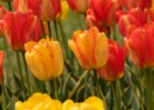 Průhonice 2017 - tulipány : tulipán