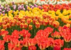 Průhonice 2017 - tulipány : tulipán