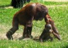 Zoo Dvůr Králové : mládě, opice, orangutan, zoo