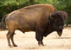 20110626-031 : bizon