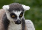 Pražská zoo : lemur