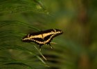 Botanická zahrada Troja  skleník Fata Morgana