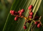 Botanická zahrada Troja  skleník Fata Morgana