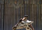Zoo Dvůr Králové : zoo, žirafa