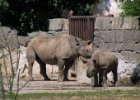 Zoo Dvůr Králové : nosorožec, zoo