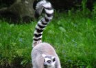 Zoo Jihlava : lemur, opice, výlet do Zoo, zoo