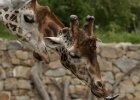 Zoo Liberec : _moje, bečka, bečka s dětma, zoo, žirafa