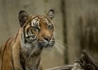 Zoo Liberec : _moje, bečka, bečka s dětma, tygr, zoo