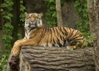 Zoo Liberec : _moje, bečka, bečka s dětma, tygr, zoo