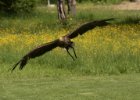 Zoo Liberec : _moje, bečka, bečka s dětma, pták, zoo