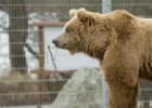 Zoo Ohrada  to mědvěd byl kouzelný kliďas