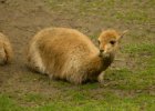 20130508-004  Vikuňa (Vicugna vicugna) Třída: savci Řád: sudokopytníci : Lama, výlet do Zoo, zoo