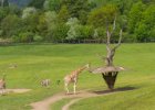 20130508-009  Žirafa Rothschildova (Giraffa camelopardalis rothschildi) Třída: savci, Řád: sudokopytníci, Čeleď: žirafovití : výlet do Zoo, zoo