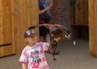 Pražská zoo  představení cvičených zvířat - káně, prase, fretka a nosál : pták