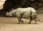 20130827-002  Schönbrunnská zoo : nosorožec